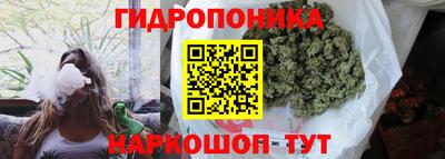 индика Кингисепп